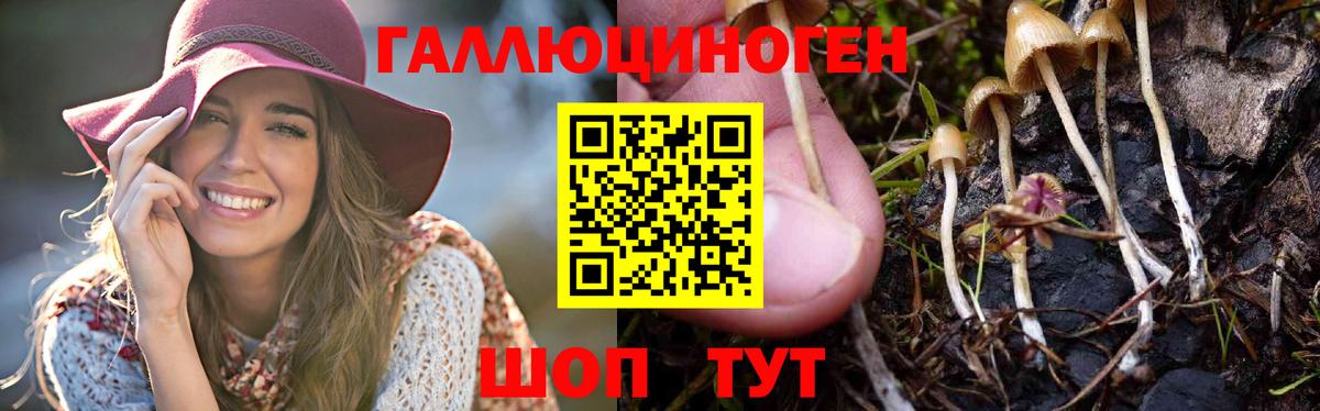 Галлюциногенные грибы мухоморы Артёмовский